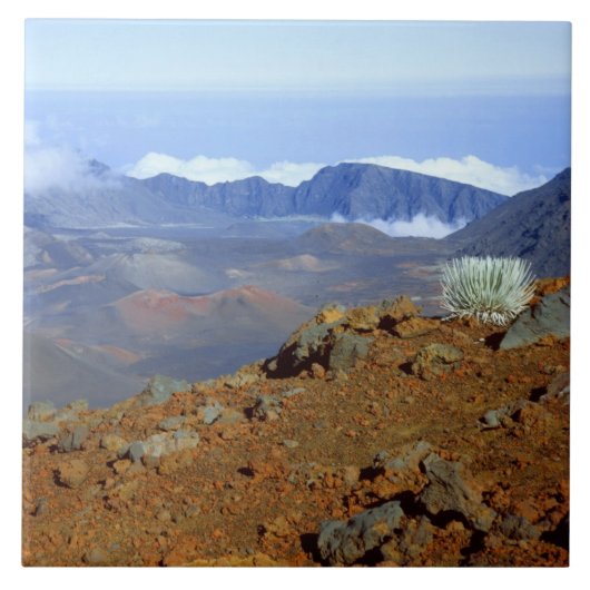 Silversword op Haleakala Crater Rim van bijna 2 Tegeltje (Voorkant)