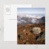 Silversword op Haleakala Crater Rim van bijna 3 Briefkaart (Voorkant / Achterkant)