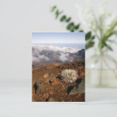 Silversword op Haleakala Crater Rim van bijna 3 Briefkaart (Staand voorkant)