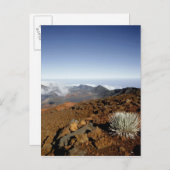 Silversword op Haleakala Crater Rim van dichtbij Briefkaart (Voorkant / Achterkant)