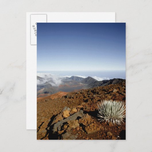 Silversword op Haleakala Crater Rim van dichtbij Briefkaart (Voorkant / Achterkant)