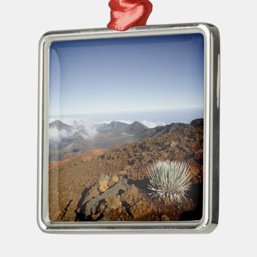 Silversword op Haleakala Crater Rim van dichtbij Metalen Ornament (Links)