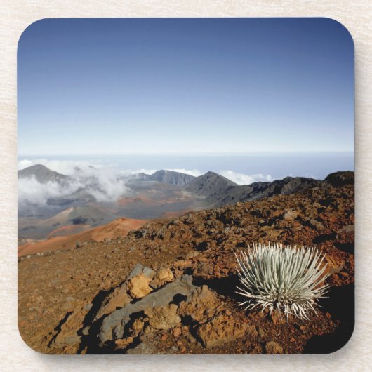 Silversword op Haleakala Crater Rim van dichtbij Onderzetter (Voorkant)