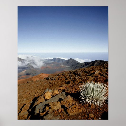 Silversword op Haleakala Crater Rim van dichtbij Poster (Voorkant)