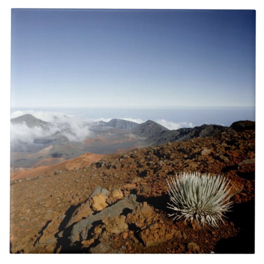 Silversword op Haleakala Crater Rim van dichtbij Tegeltje (Voorkant)