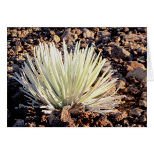 Silversword over Haleakala, Maui
