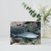 Silvertip Shark Briefkaart (Staand voorkant)