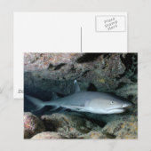 Silvertip Shark Briefkaart (Voorkant / Achterkant)