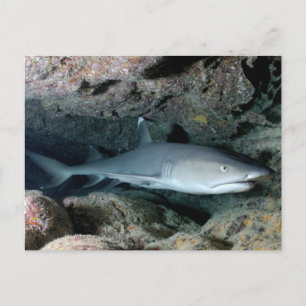 Silvertip Shark Briefkaart