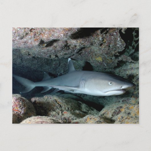 Silvertip Shark Briefkaart (Voorkant)