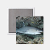 Silvertip Shark Magneet (Voorkant / Achterkant)