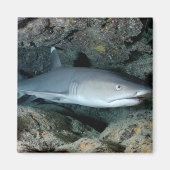 Silvertip Shark Magneet (Voorkant)