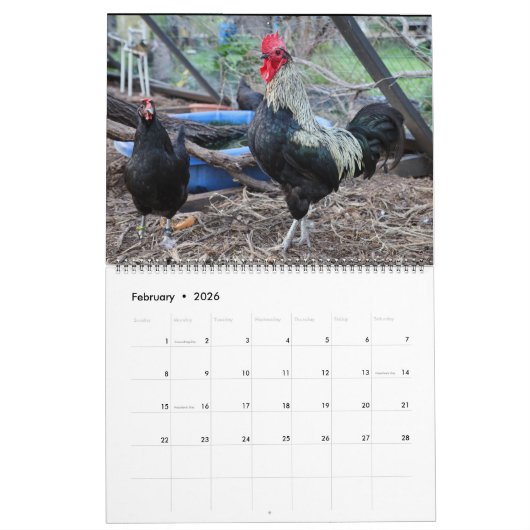 Silverudds Blue Chickens Kalender (Feb 2026)