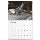 Silverudds Blue Chickens Kalender (Jan 2026)
