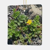 Silverweed Cinquefoil Keramisch Ornament (Links)