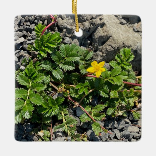 Silverweed Cinquefoil Keramisch Ornament (Voorkant)