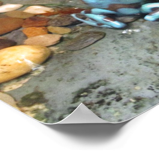 Silvery Blue Dart Frog Poster (Hoek)