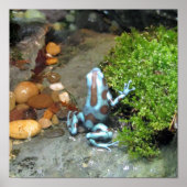 Silvery Blue Dart Frog Poster (Voorkant)
