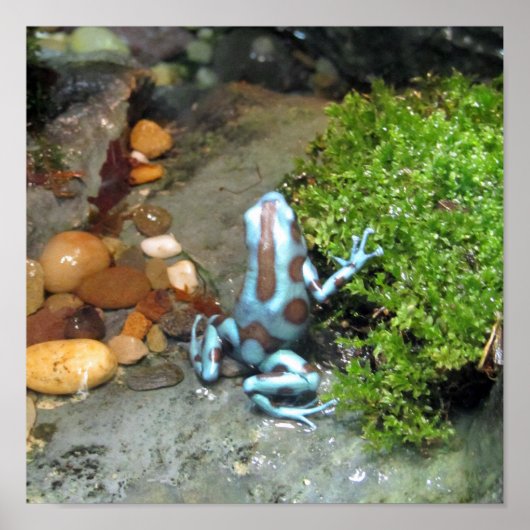 Silvery Blue Dart Frog Poster (Voorkant)