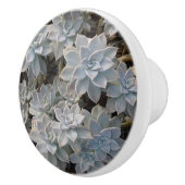 Silvery Blue Succulents Botanische Fotografische Keramische Knop (Rechts)