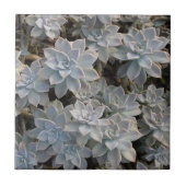 Silvery Blue Succulents Botanische Fotografische Tegeltje (Voorkant)