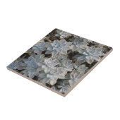 Silvery Blue Succulents Botanische Fotografische Tegeltje (Zijkant)