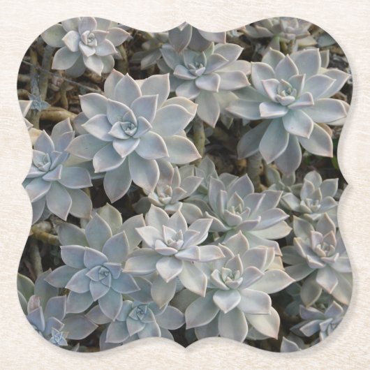 Silvery Blue Succulents Kartonnen Onderzetters (Voorkant)