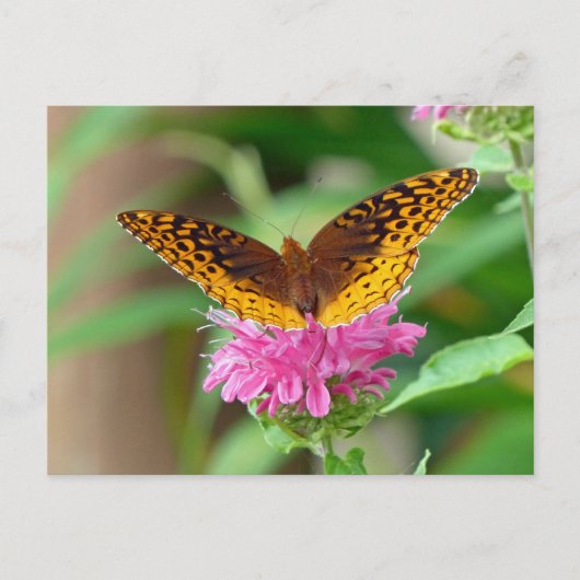 Silvery Checkerspot Butterfly Briefkaart (Voorkant)