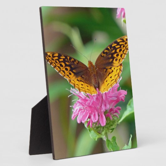 Silvery Checkerspot Butterfly Fotoplaat (Zijkant)