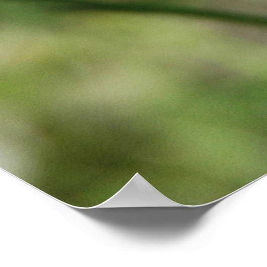 Silvery Checkerspot Poster (Hoek)