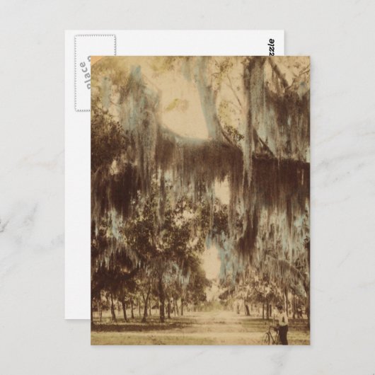 Silvery Draperies of Daytona Briefkaart (Voorkant / Achterkant)