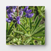 Silvery Lupine Desktop Plaque Fotoplaat (Voorkant)