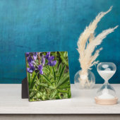 Silvery Lupine Desktop Plaque Fotoplaat (Insitu)