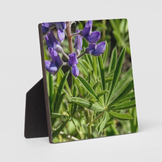 Silvery Lupine Desktop Plaque Fotoplaat (Voorkant)