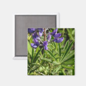 Silvery Lupine Magnet (Voorkant / Achterkant)