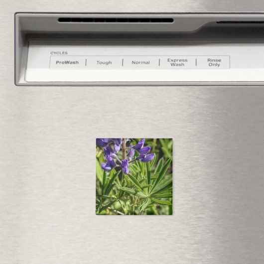 Silvery Lupine Magnet (Insitu (Vaatwasser))