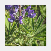 Silvery Lupine Magnet (Voorkant)
