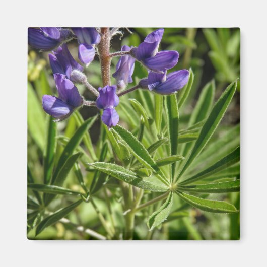 Silvery Lupine Magnet (Voorkant)
