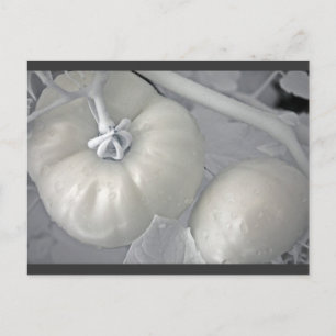 Silvery Tomaten Briefkaart