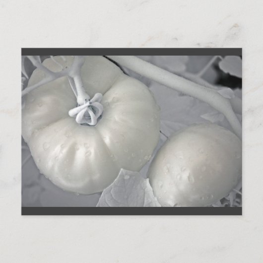 Silvery Tomaten Briefkaart (Voorkant)