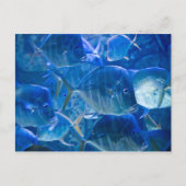 Silvery Tropical Fish Briefkaart (Voorkant)