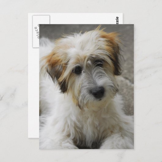 simba briefkaart (Voorkant / Achterkant)