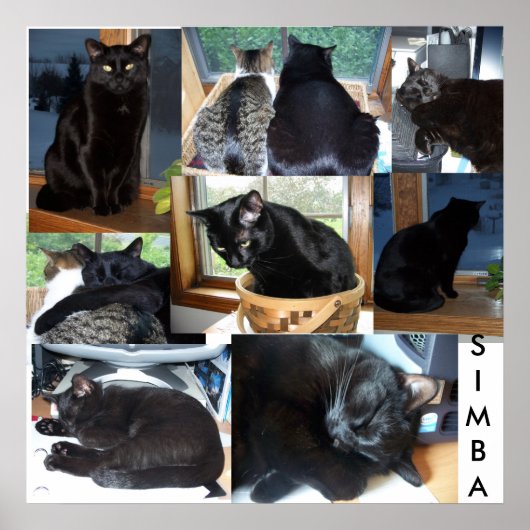 SIMBA POSTER (Voorkant)