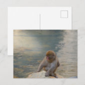 Simian Serenity aan de kust Briefkaart (Voorkant / Achterkant)