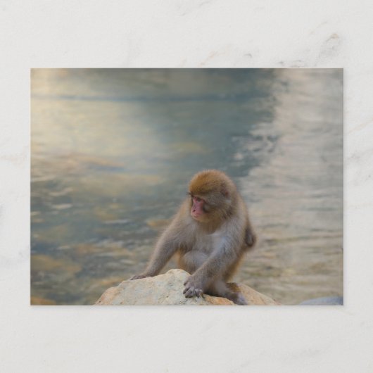 Simian Serenity aan de kust Briefkaart (Voorkant)