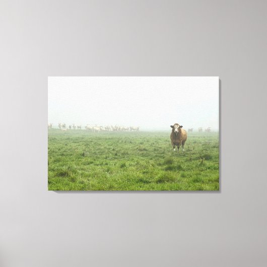 Simmental Bull in mistig groen weiland Canvas Afdruk (Voorkant)