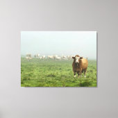Simmental Bull in mistig weiland Canvas Afdruk (Voorkant)