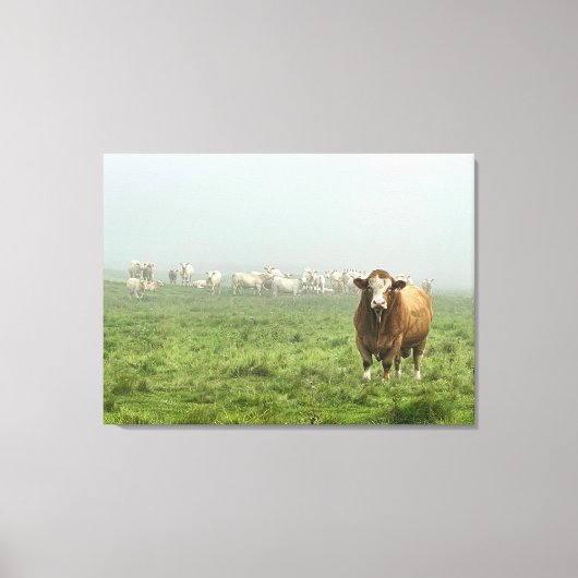 Simmental Bull in mistig weiland Canvas Afdruk (Voorkant)