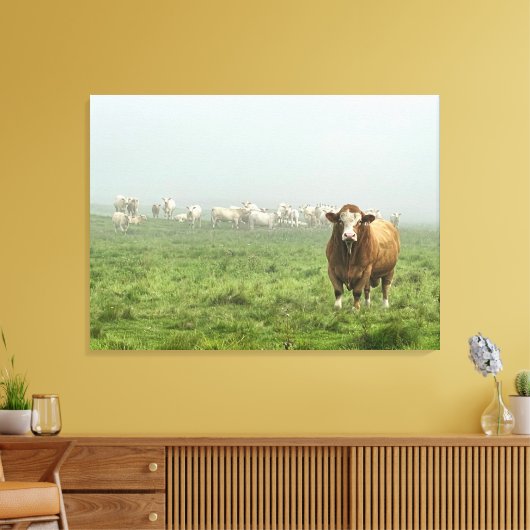 Simmental Bull in mistig weiland Canvas Afdruk (Insitu (Woonkamer))