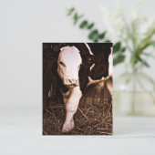 Simmental X Holstein Bull Calf Briefkaart (Staand voorkant)